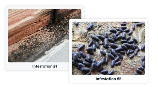 pest control on site records